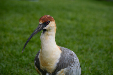 Primer plano de ave bandurria patagonica observando