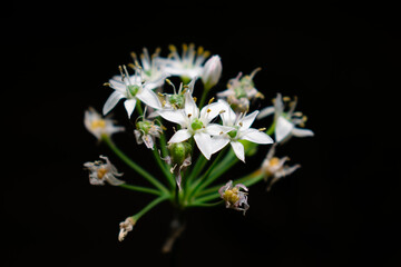 Flor de ceboll&iacute;n puerro sobre fondo negro