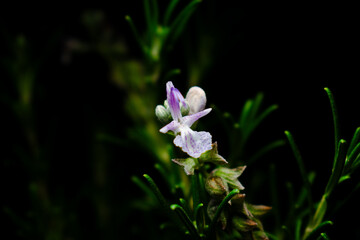 Flor de romero sobre fondo negro