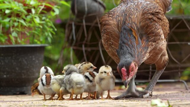 Hen and chicks foraging on the ground. Mother chicken with babies in rural farm. Animal family concept.