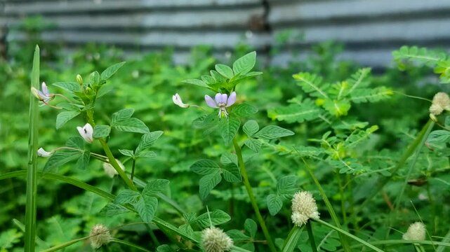 Fringed spider flower or purple cleome (Cleome rutidosperma). This plant has a wide range of benefits, including traditional medicinal uses and nutritional value.