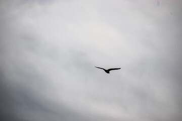 Bird Silhouette in Flight Against Bright Sky