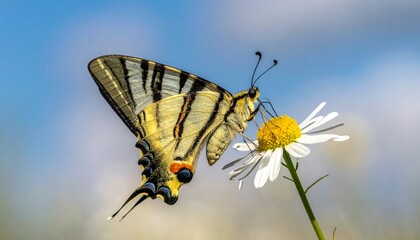 A vibrant butterfly perched on a white daisy, set against a soft, blurred blue sky