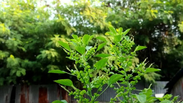 Indian acalypha or Indian copperleaf or Indian mercury or Indian nettle (Acalypha indica L.). Although considered a weed, this plant has medicinal properties in traditional medicine.