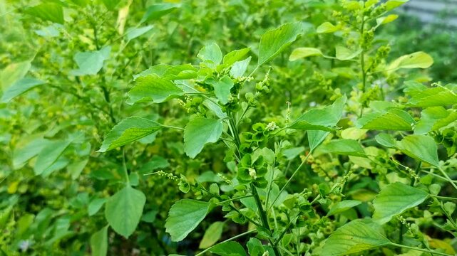 Indian acalypha or Indian copperleaf or Indian mercury or Indian nettle (Acalypha indica L.). Although considered a weed, this plant has medicinal properties in traditional medicine.