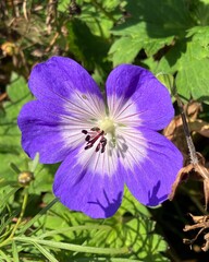 Obraz premium Blue beautiful geranium flower bloom