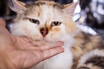 Loving touch comforts rescue cat, Closeup of affectionate hand petting longhair calico cat
