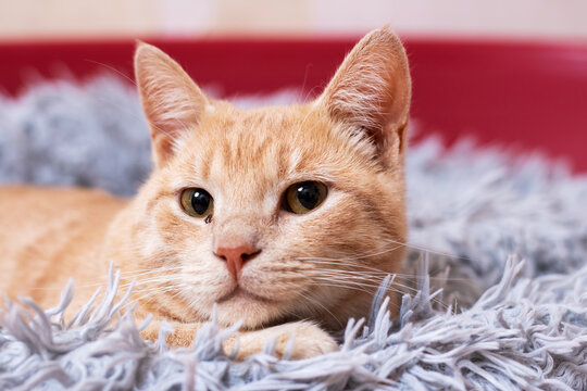 Calm cat portrayed, Relaxed orange tabby with amber eyes displayed in cozy environment - Powered by Adobe