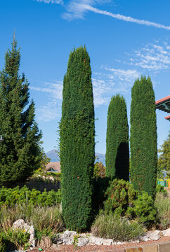 Tall Columnar Evergreen Trees in Garden Landscape