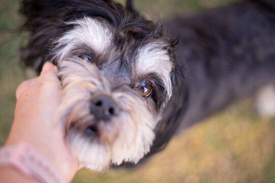 woman petting her dog