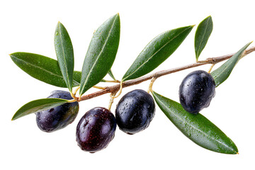 Fresh black olives on a branch with leaves isolated on transparent background
