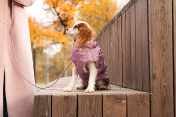 Puppy in Jacket on Leash Amid Autumn Trees