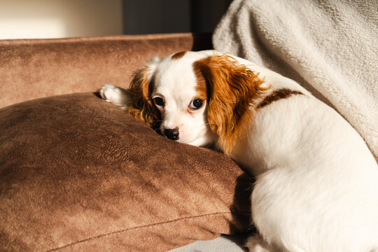  Sunlit Cavalier Spaniel Puppy Portrait at Home