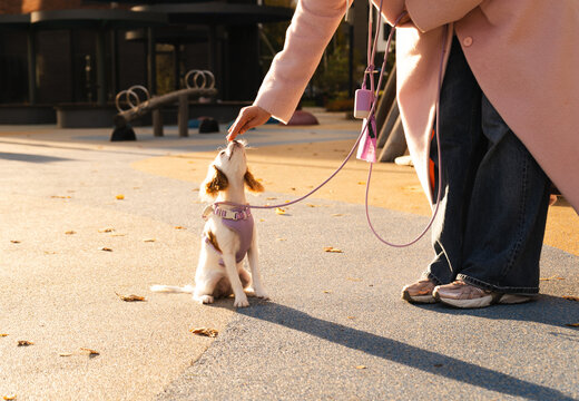 Puppy Training Session in Urban Residential Area