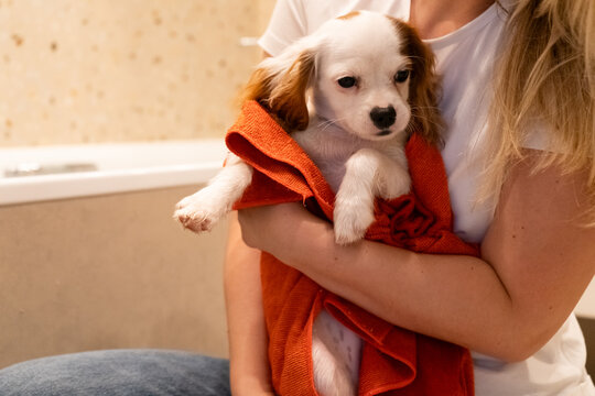 Puppy Wrapped in Towel After Bath