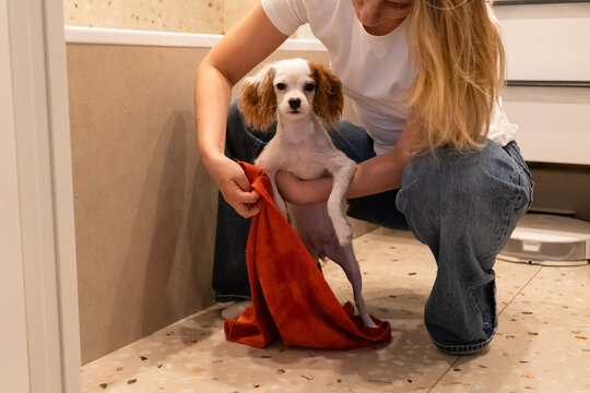 Drying the Puppy After a Walk
