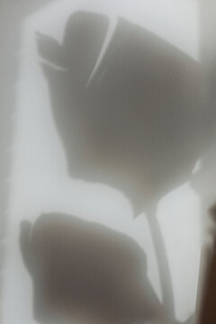 Cozy interior with soft light casting plant shadows on wall