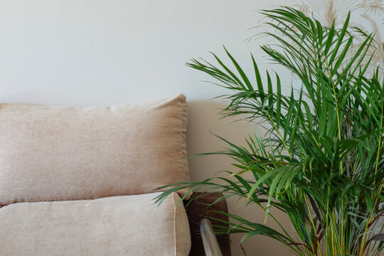 Cozy home interior with soft couch and vibrant plant in focus