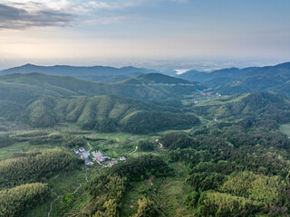 Obraz premium Bamboo Forest on the Mountain
