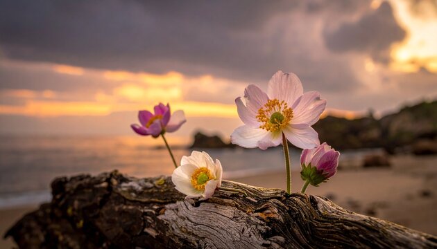 Delicate wildflowers bloom from driftwood on a sandy beach against a sunset