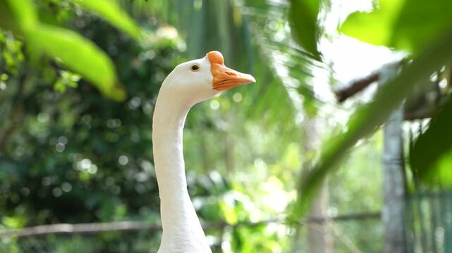 White goose looking around alertly in a green garden. Domestic bird guarding rural farm.