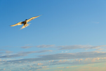 Flying towards camera white-fronted tern or sterna striata against blue sky