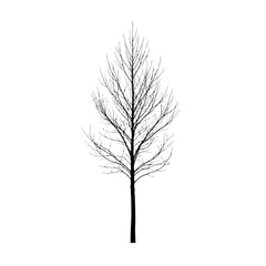 Fototapeta premium Isolated winter tree bare branches cutout for graphic design