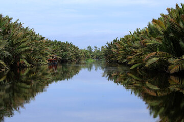 The Sekonyer River in Central Kalimantan is the route to Tanjung Puting National Park.