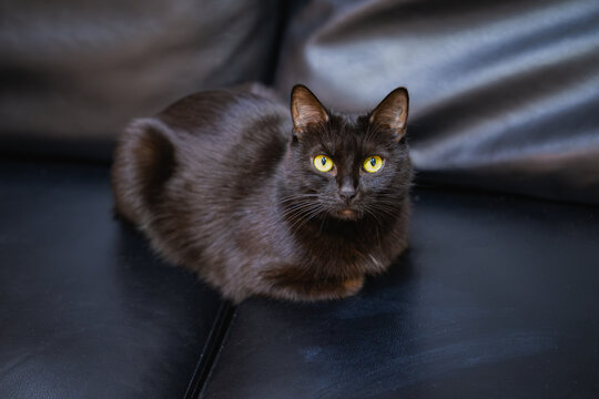 Black cat on black couch
