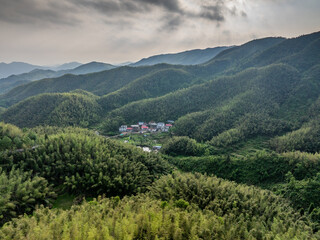 Bamboo Forest on the Mountain