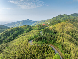 Bamboo Forest on the Mountain