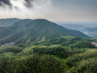 Naklejka premium Bamboo Forest on the Mountain