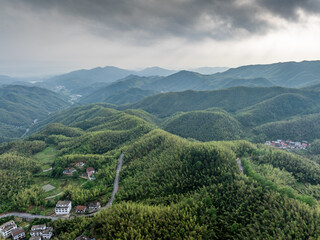 Bamboo Forest on the Mountain