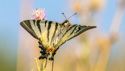 Butterfly with black stripes on cream wings perches on a flower. Focus is on its wingspan
