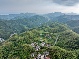 A winding mountain road through a bamboo forest.