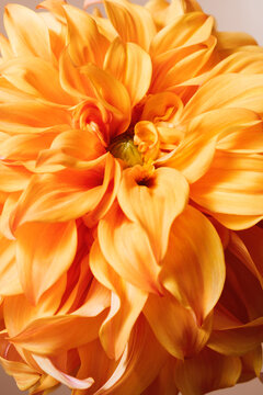 Orange flower 