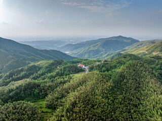 Bamboo Forest on the Mountain