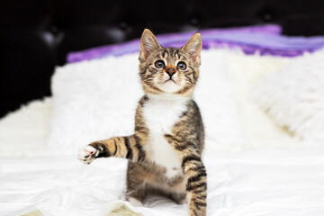 Playful feline exploring cozy surroundings, Juvenile striped kitten captured midmotion with attentive gaze