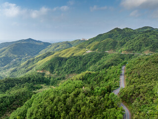Bamboo Forest on the Mountain