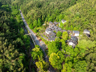 A winding mountain road through a bamboo forest.