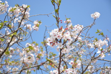 日本の春の桜