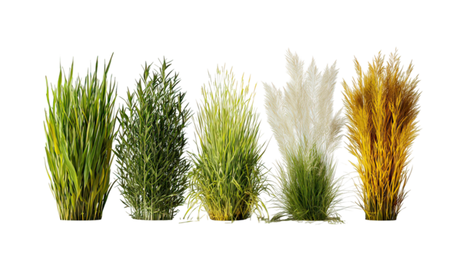 Four Sets of Mixed Seasonal Grass Varieties Side by Side on Transparent Background