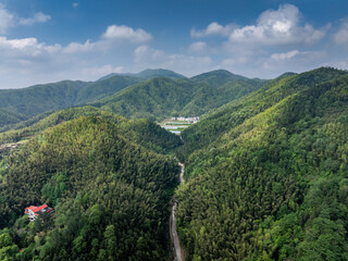 Bamboo Forest on the Mountain