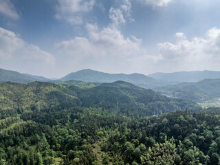 Bamboo Forest on the Mountain