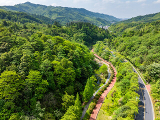A winding mountain road through a bamboo forest.