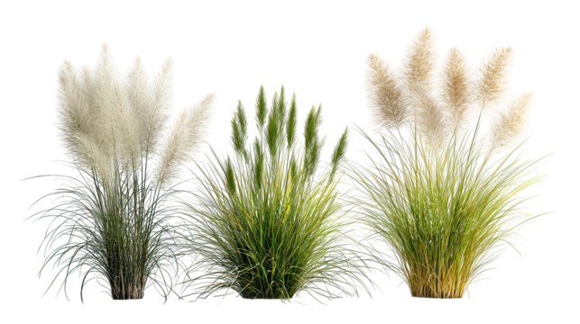 Four Sets of Ornamental Fountain Grass Side by Side on Transparent Background
