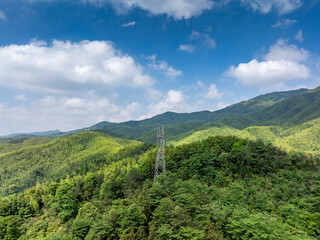 Bamboo Forest on the Mountain
