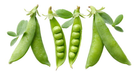 Three Green Pea Plants Side by Side with Pods on Transparent Background