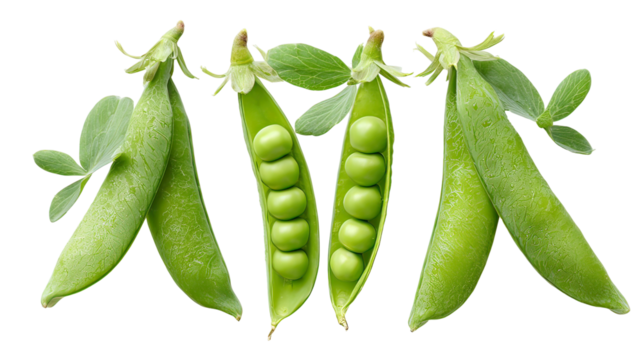 Three Green Pea Plants Side by Side with Pods on Transparent Background
