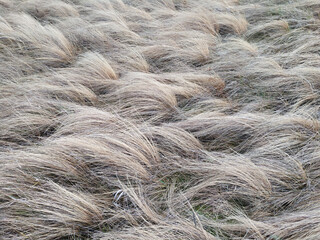 Yellow dry grass. Steppe grass, prairie. Background, wallpaper.